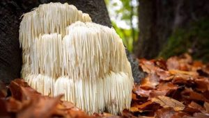 Hericium erinaceus