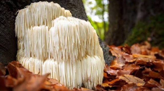 Hericium erinaceus