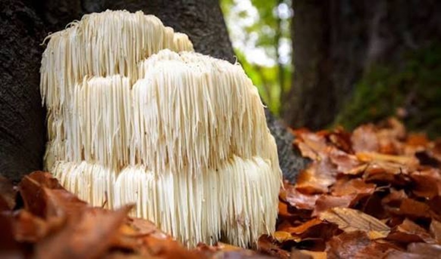 Hericium erinaceus